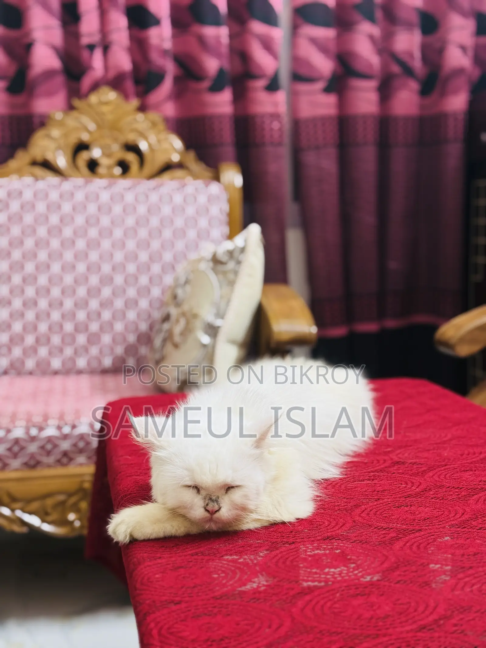 6-12 Months Female Purebred Persian Cat