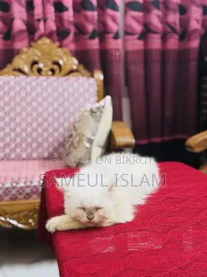 6-12 Months Female Purebred Persian Cat