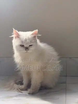 6-12 Months Female Purebred Persian Cat