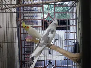 Cocktail Pair or Single