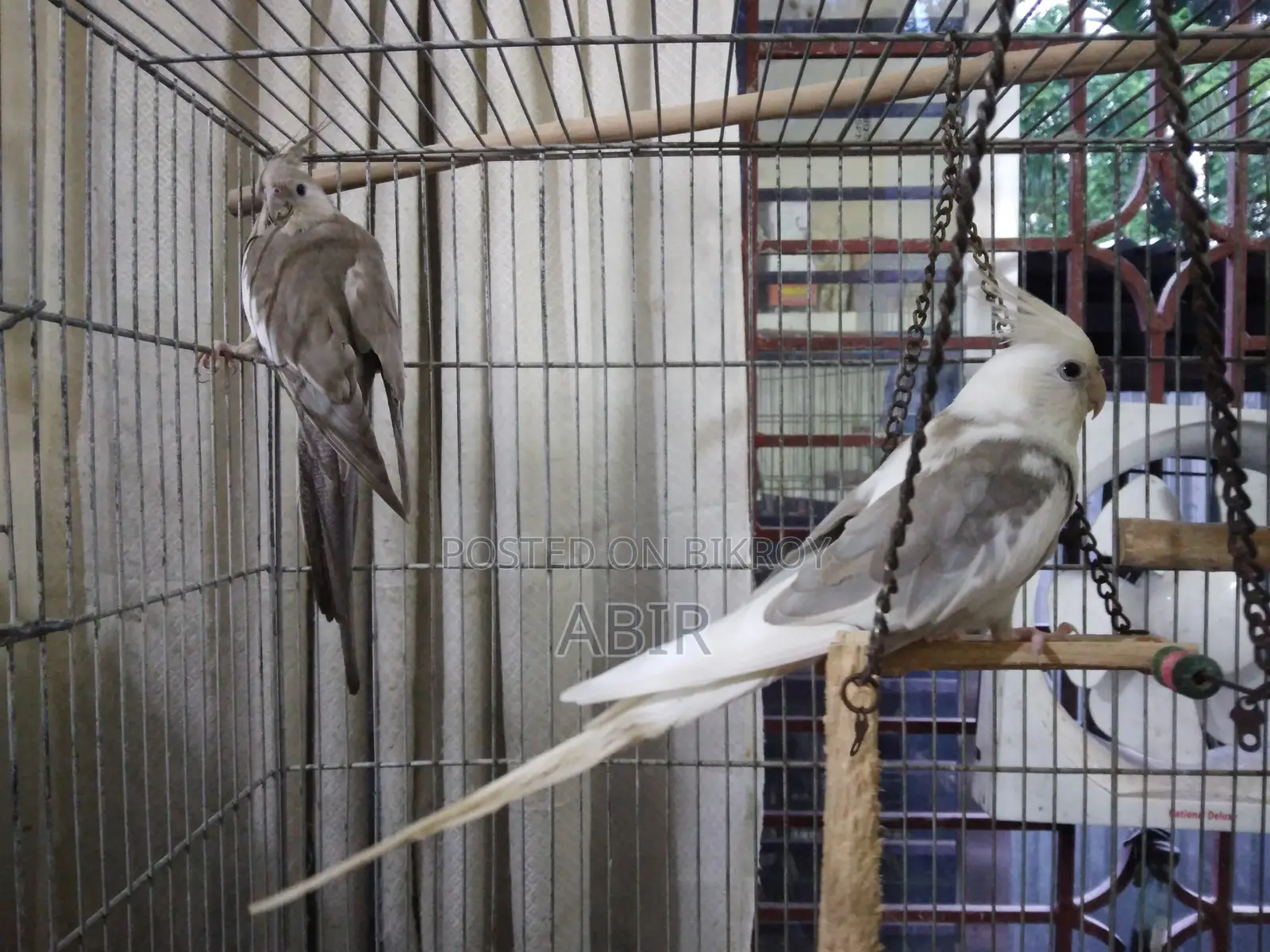 ককটেল জোড়া বা সিঙ্গেল