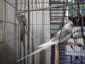 ককটেল জোড়া বা সিঙ্গেল