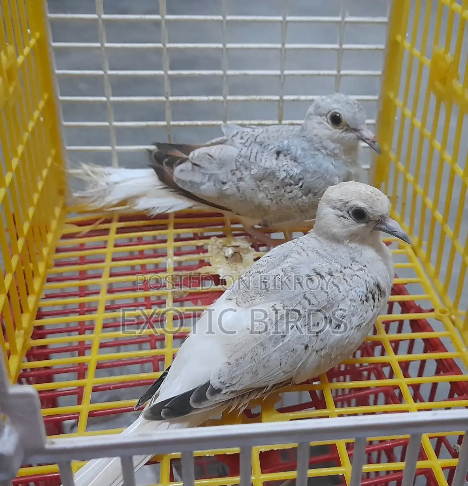 Diamond Dove