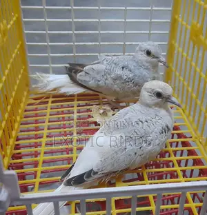 Diamond Dove