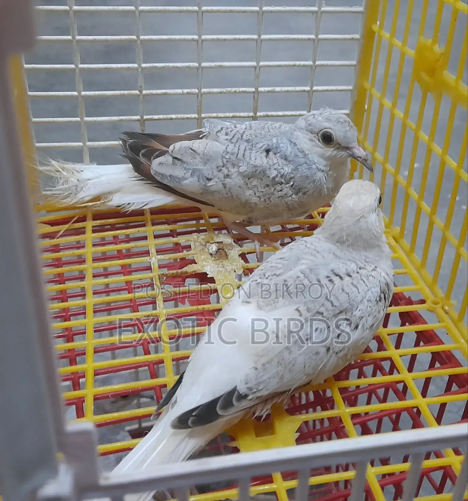Diamond Dove