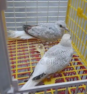 Diamond Dove