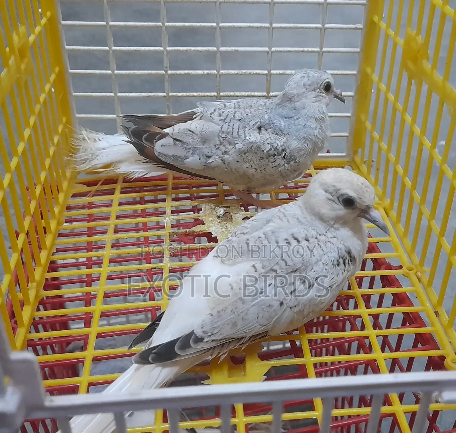 Diamond Dove