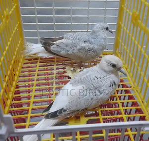 Diamond Dove