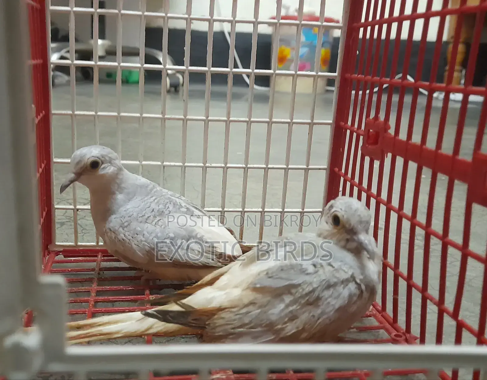Diamond Dove