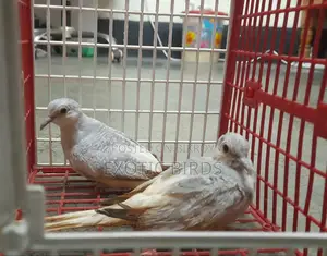 Diamond Dove