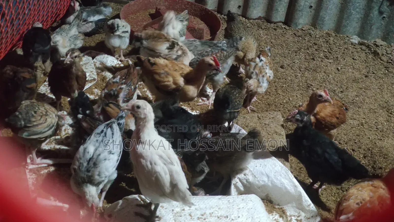 Over two months old, local chicken chicks