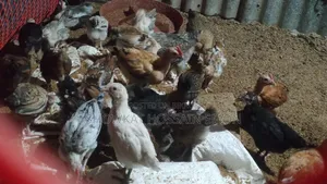 Over two months old, local chicken chicks