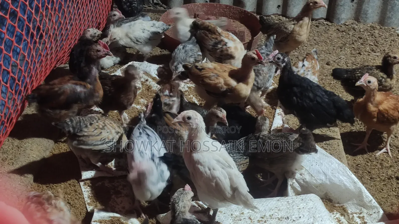 Over two months old, local chicken chicks
