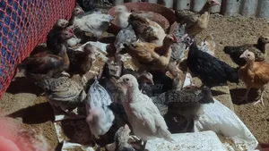 Over two months old, local chicken chicks