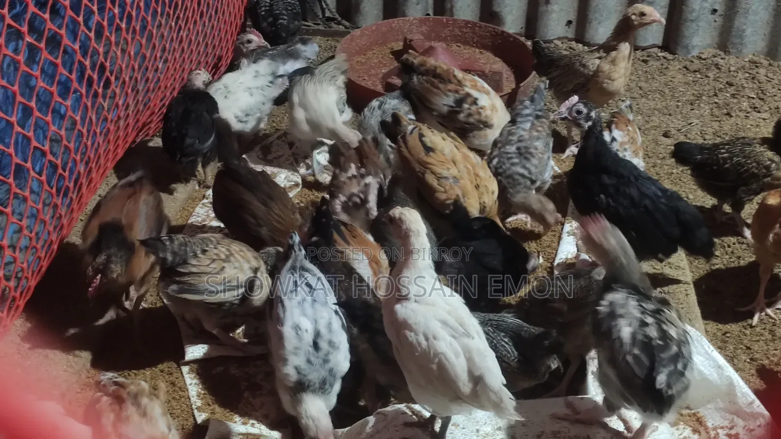 Over two months old, local chicken chicks