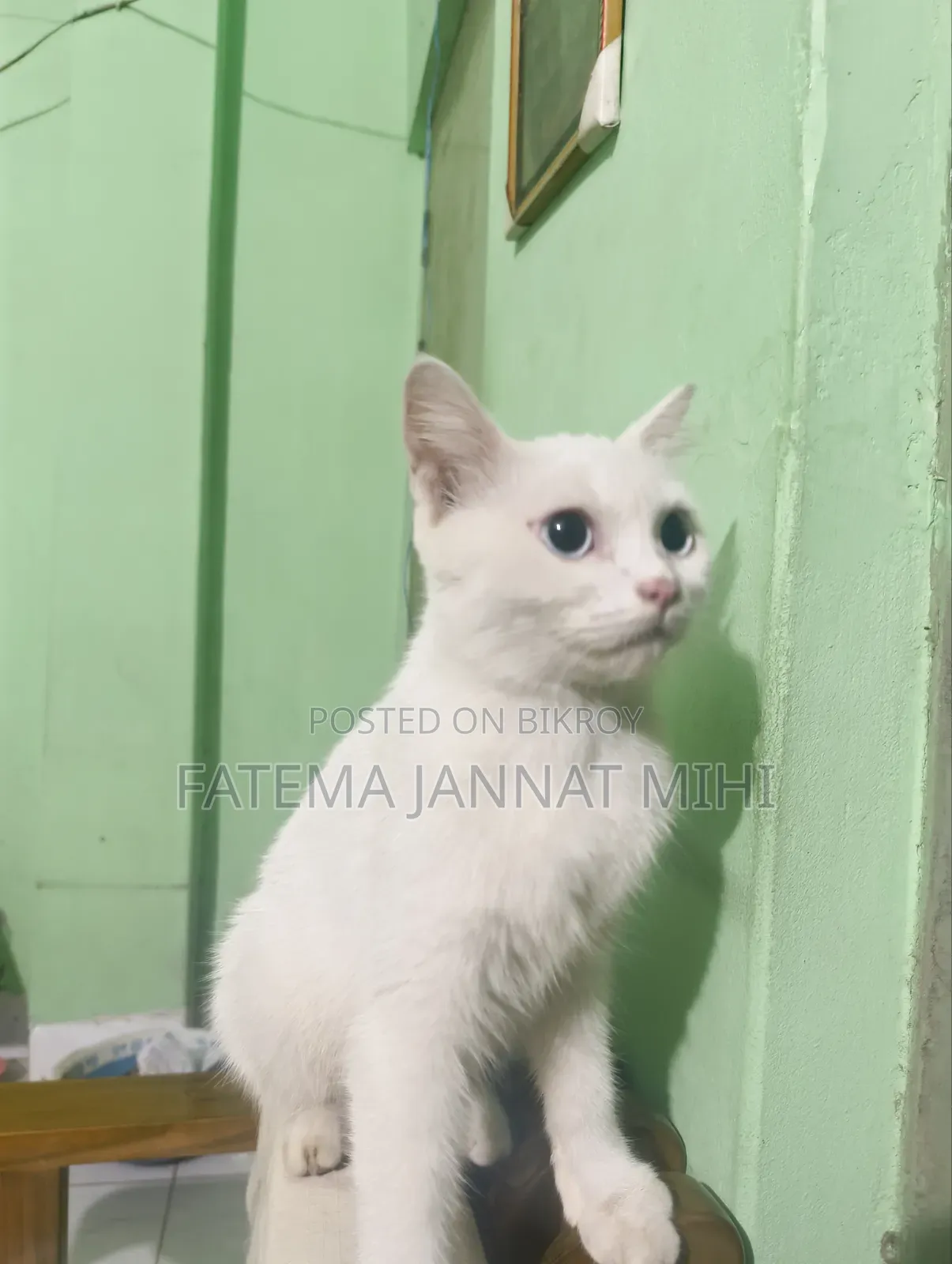 1+ year Female Mixed Breed Persian