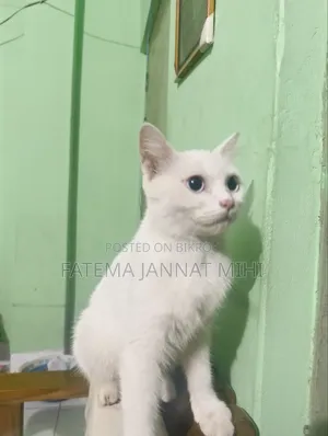 1+ year Female Mixed Breed Persian