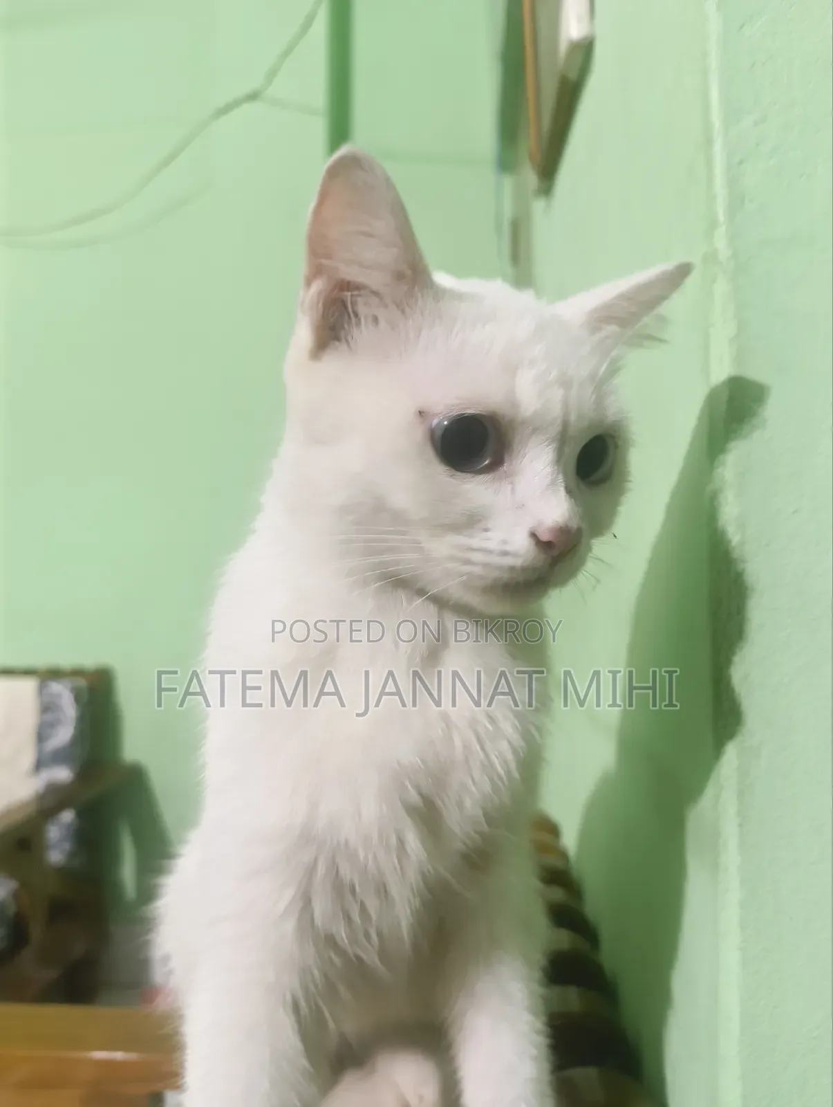 1+ year Female Mixed Breed Persian