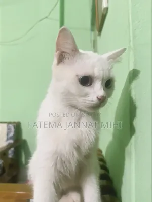 1+ year Female Mixed Breed Persian