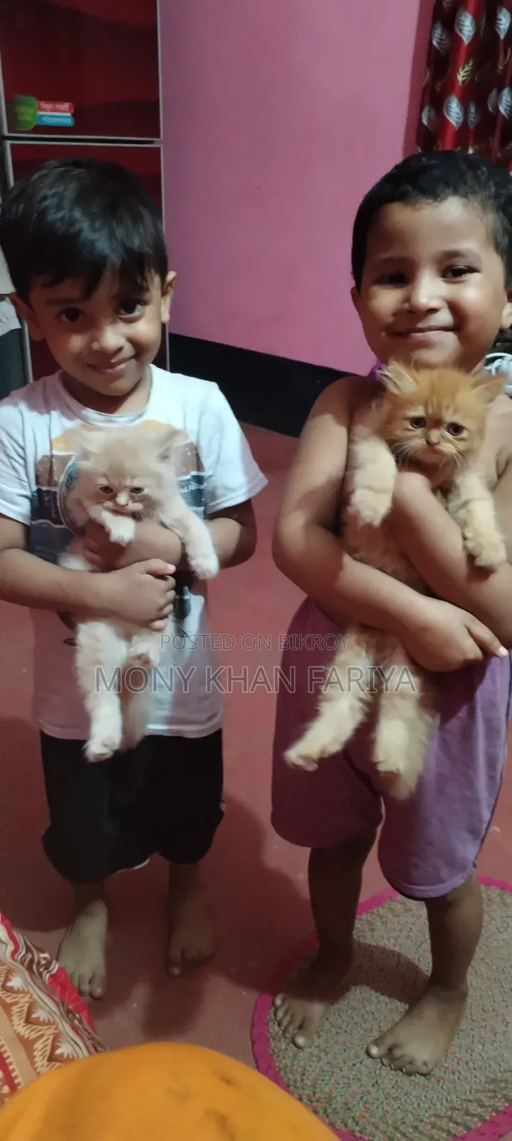 3-6 Months Female Purebred Persian Cat