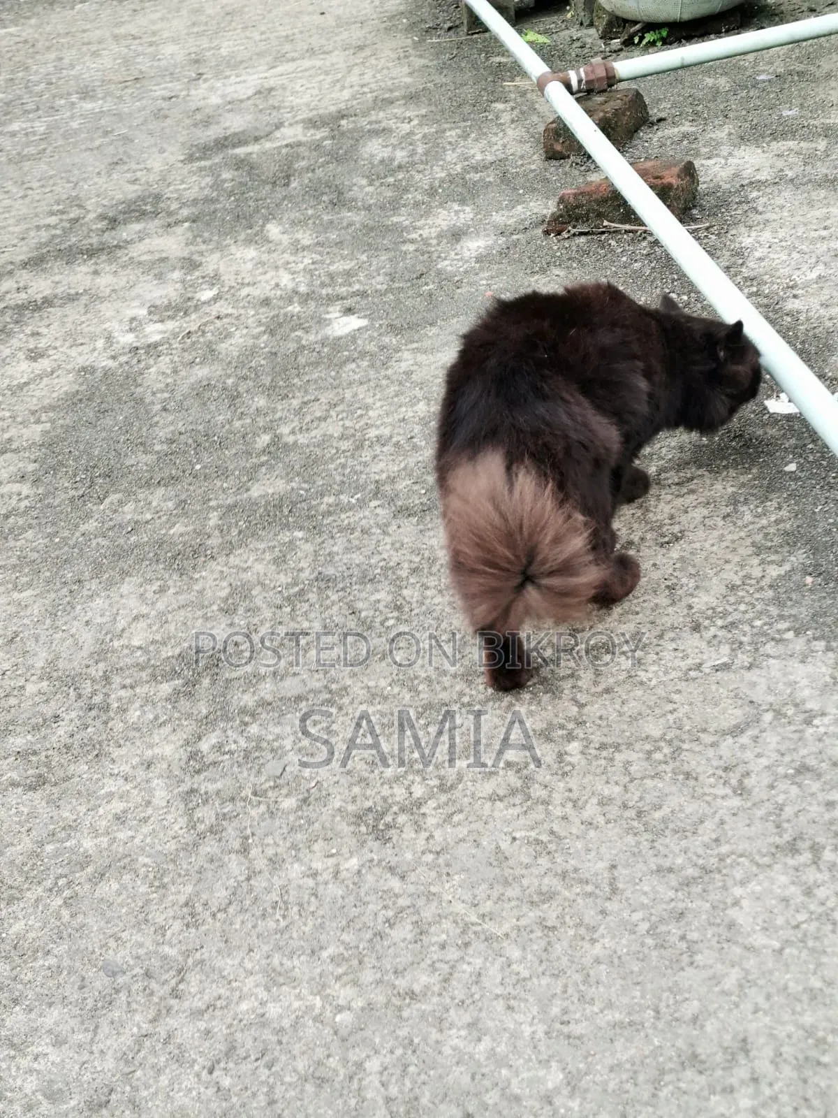 ১+ বছরের পুরুষ খাঁটি জাতের ব্রিটিশ শর্টহেয়ার