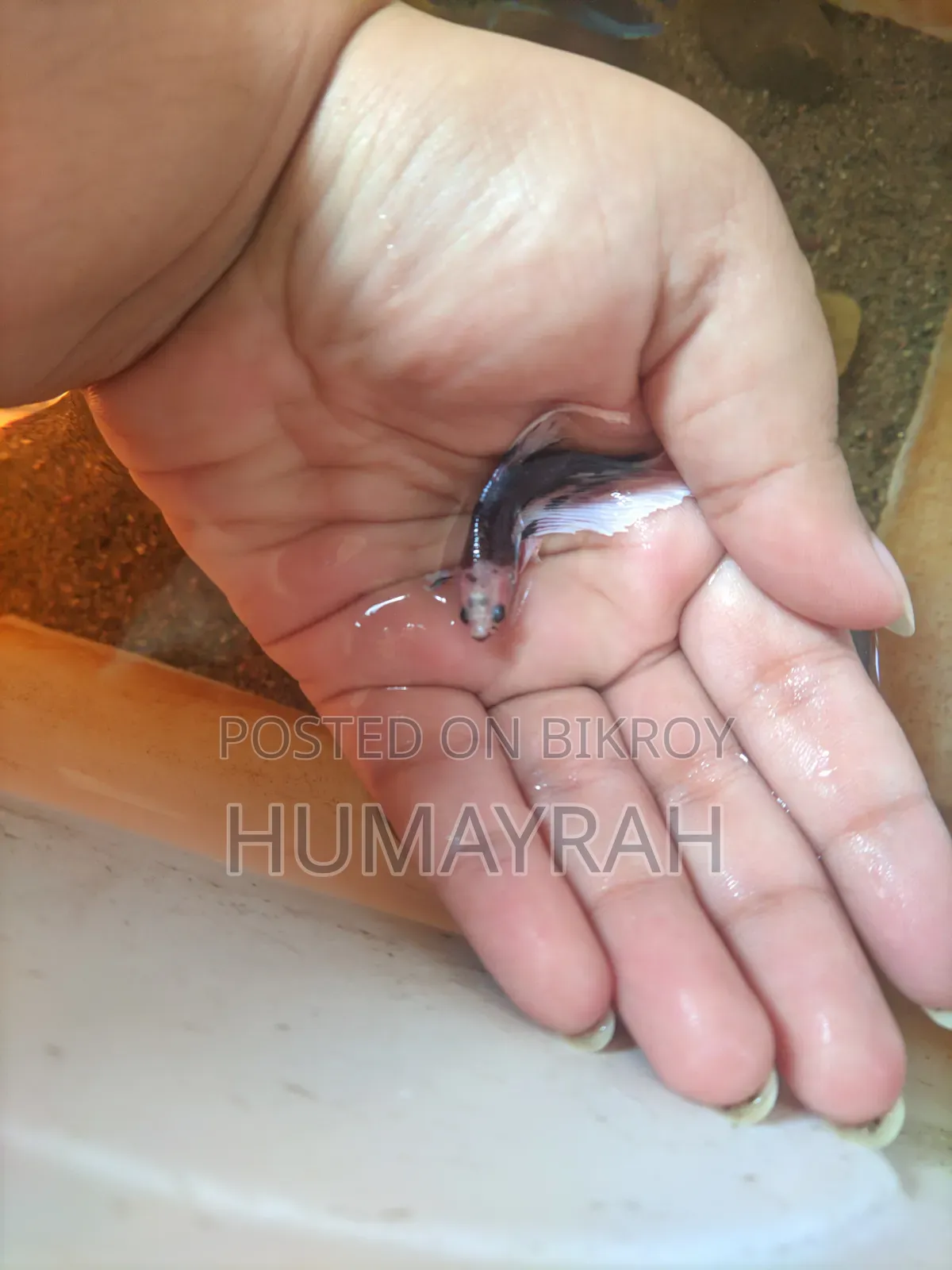 Halfmoon Betta Fish (Healthy and Active)