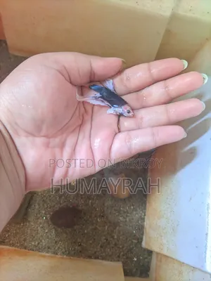Halfmoon Betta Fish (Healthy and Active)