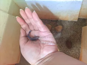 Halfmoon Betta Fish (Healthy and Active)