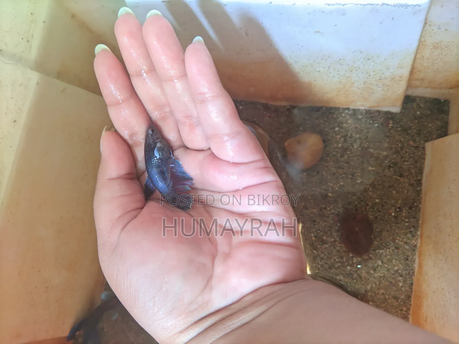 Halfmoon Betta Fish (Healthy and Active)