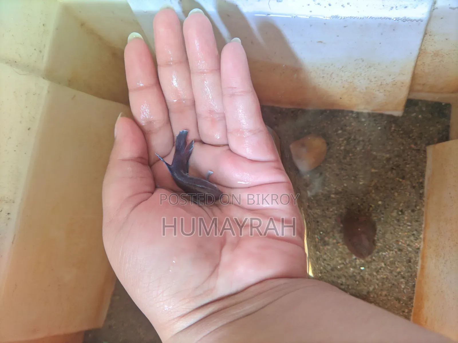 Halfmoon Betta Fish (Healthy and Active)