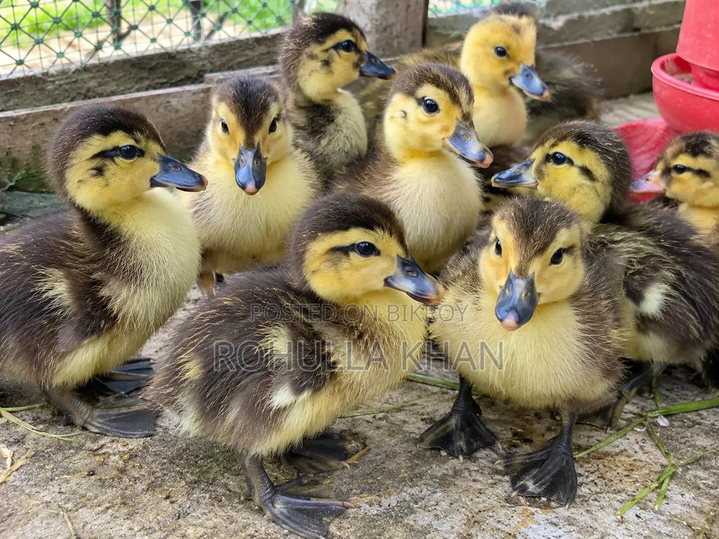 Local Ducklings for Sale