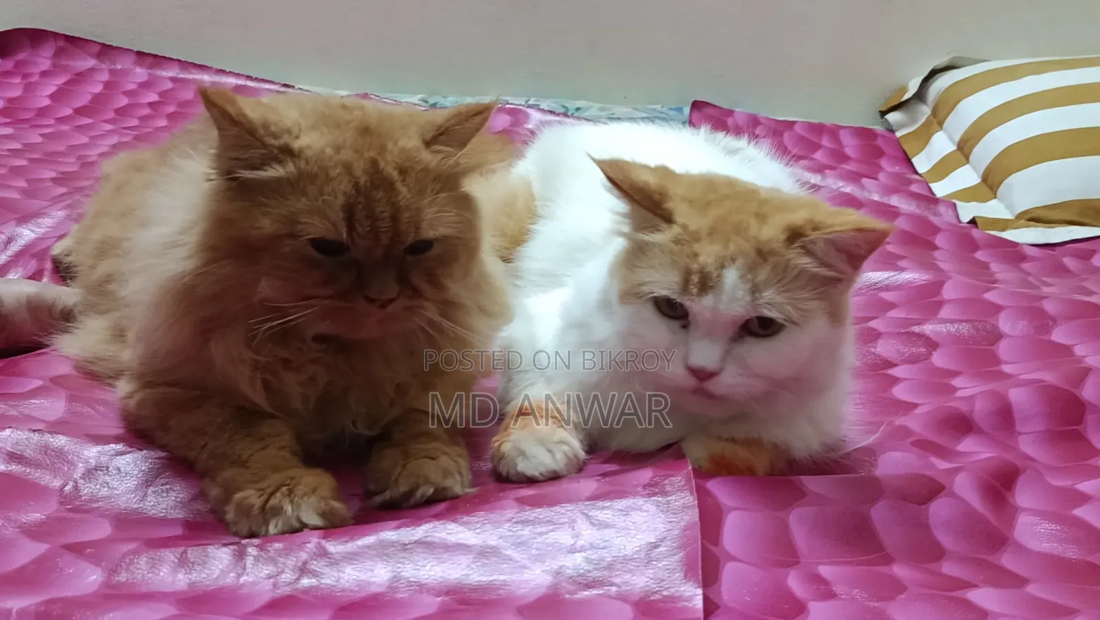 1+ year Male Purebred Persian