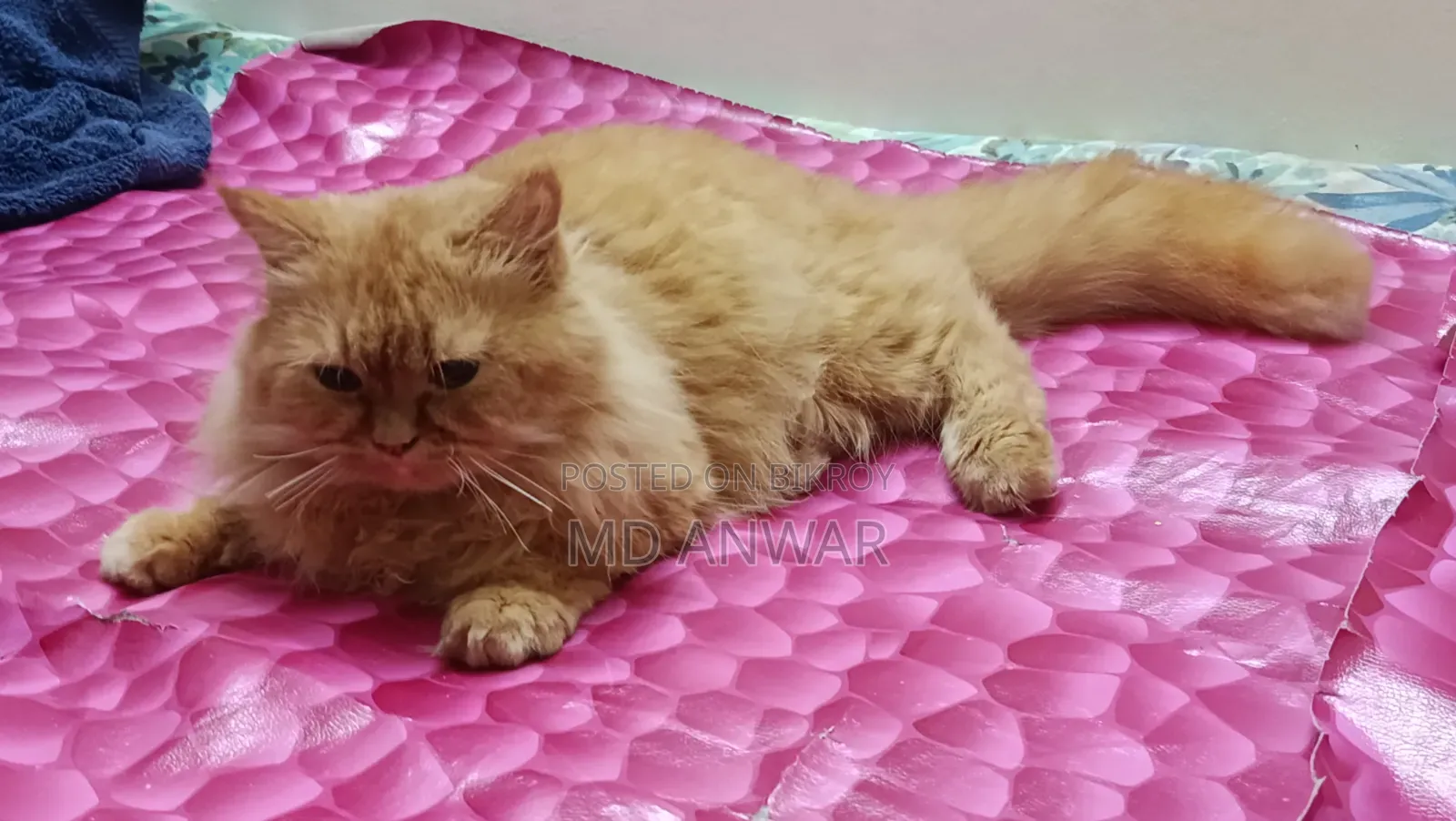 1+ year Male Purebred Persian