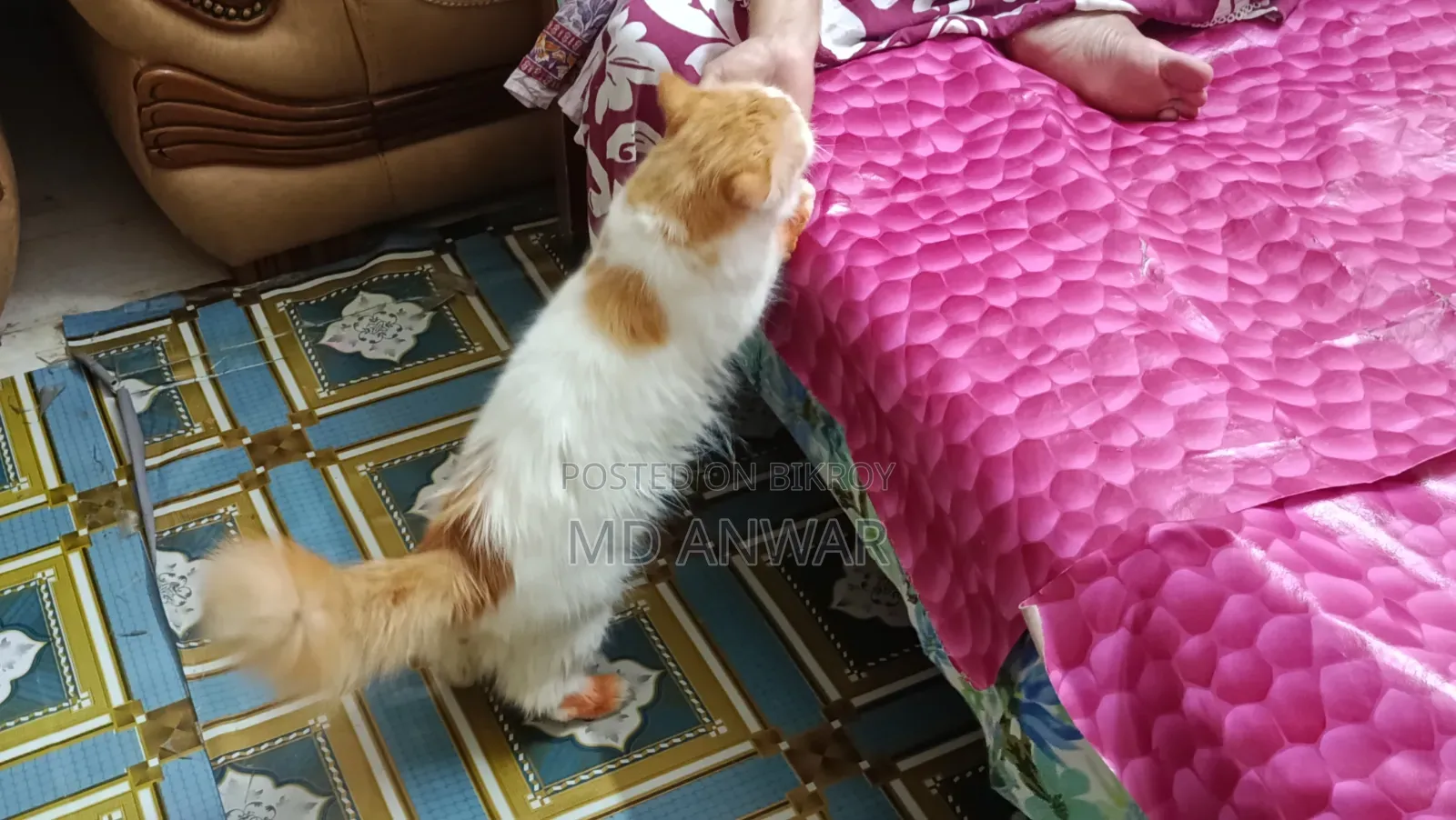 1+ year Male Purebred Persian