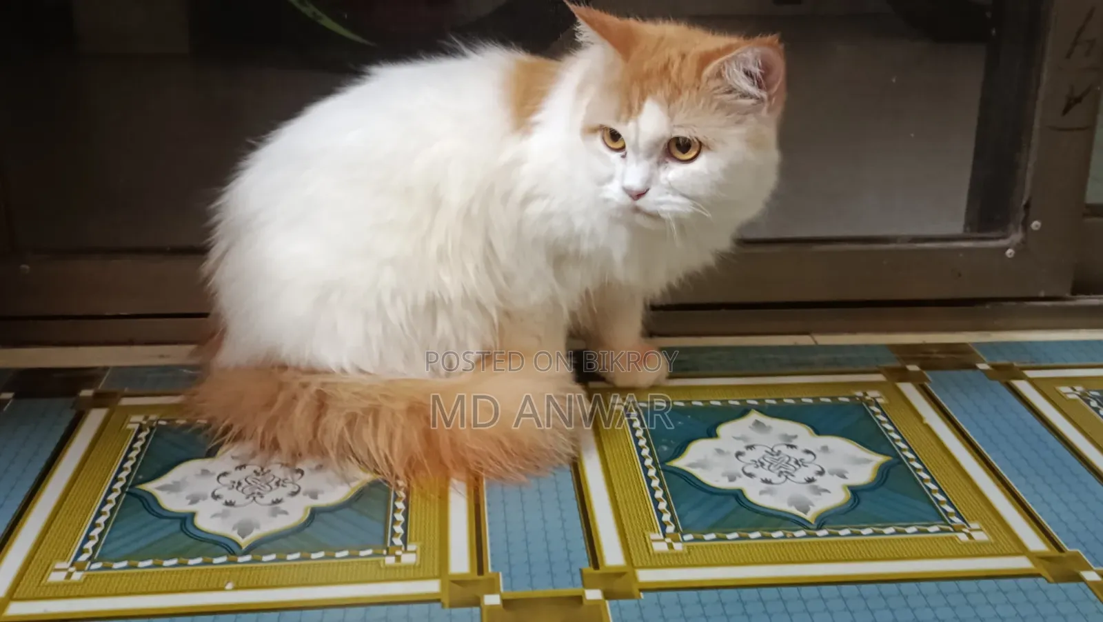 1+ year Male Purebred Persian