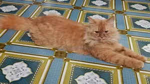 1+ year Male Purebred Persian