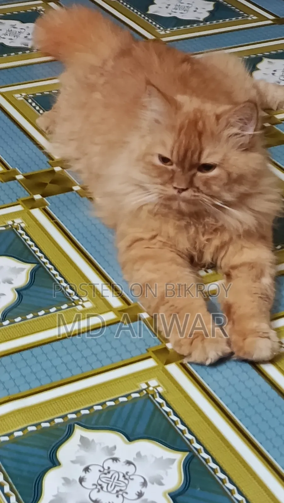 1+ year Male Purebred Persian