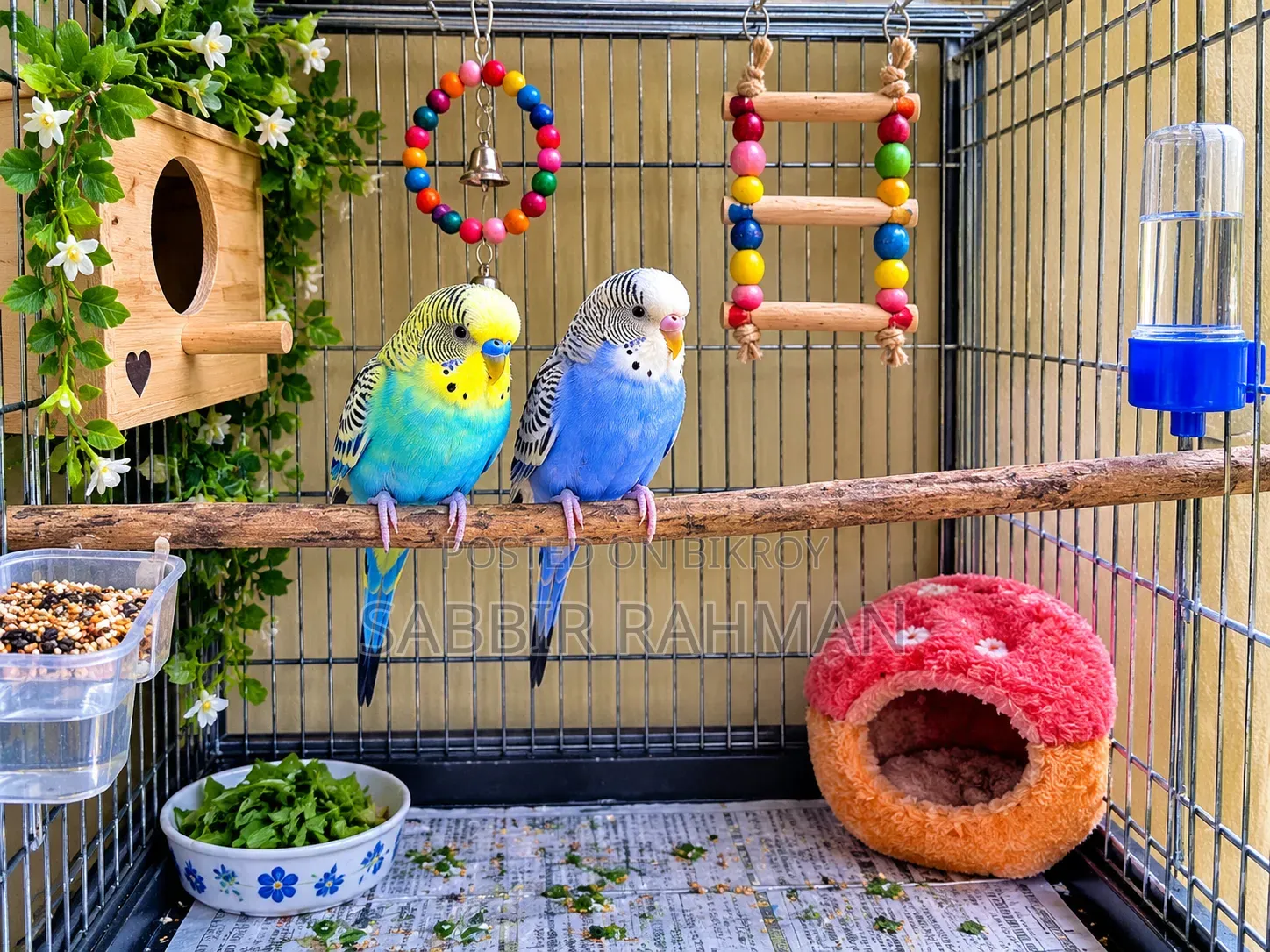 Budgerigar birds will be sold