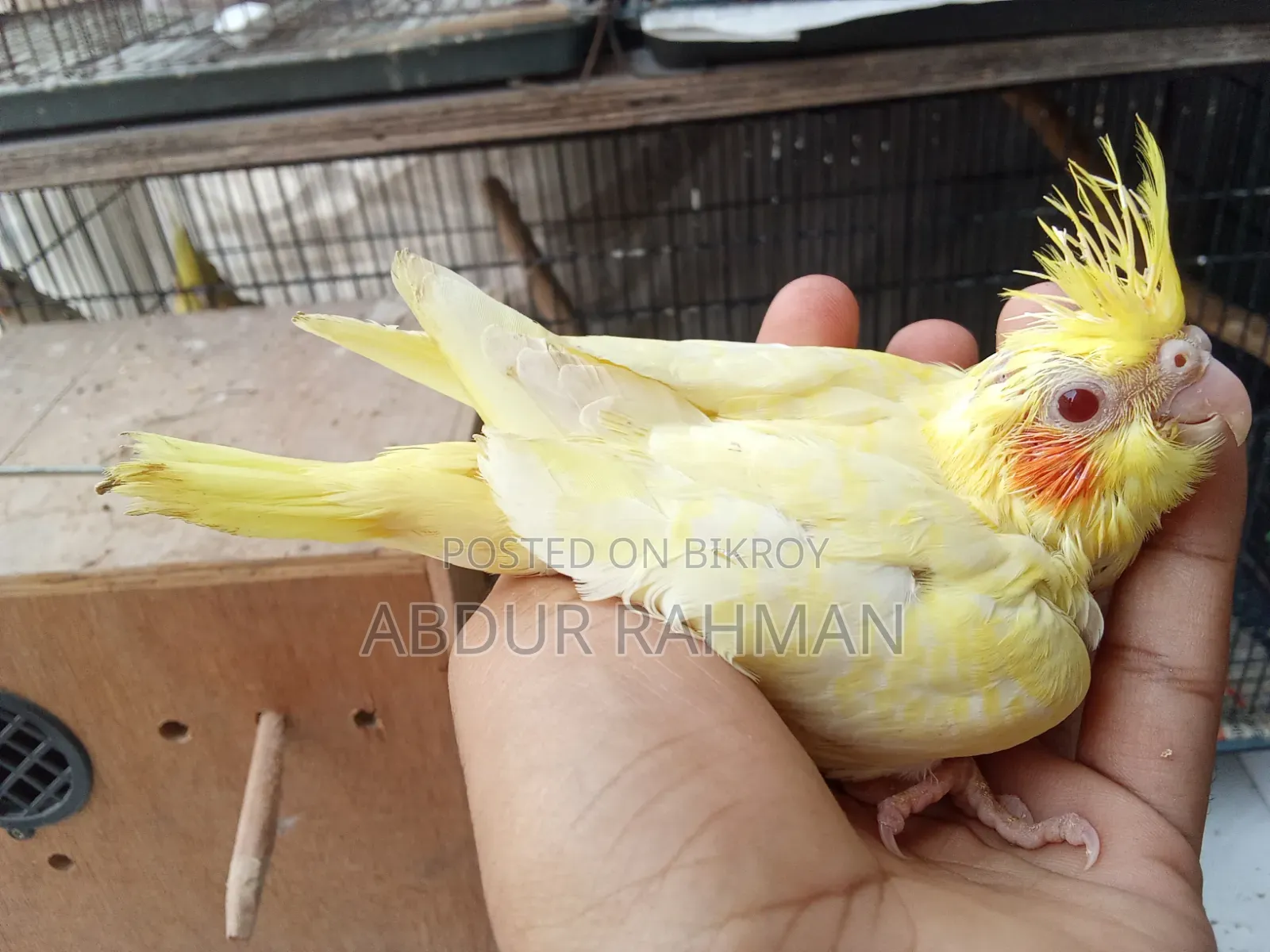 Cockatiel Baby for Sale