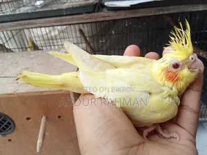 Cockatiel Baby for Sale