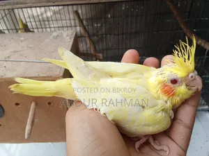 Cockatiel Baby for Sale