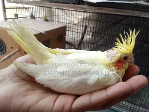 Cockatiel Baby for Sale