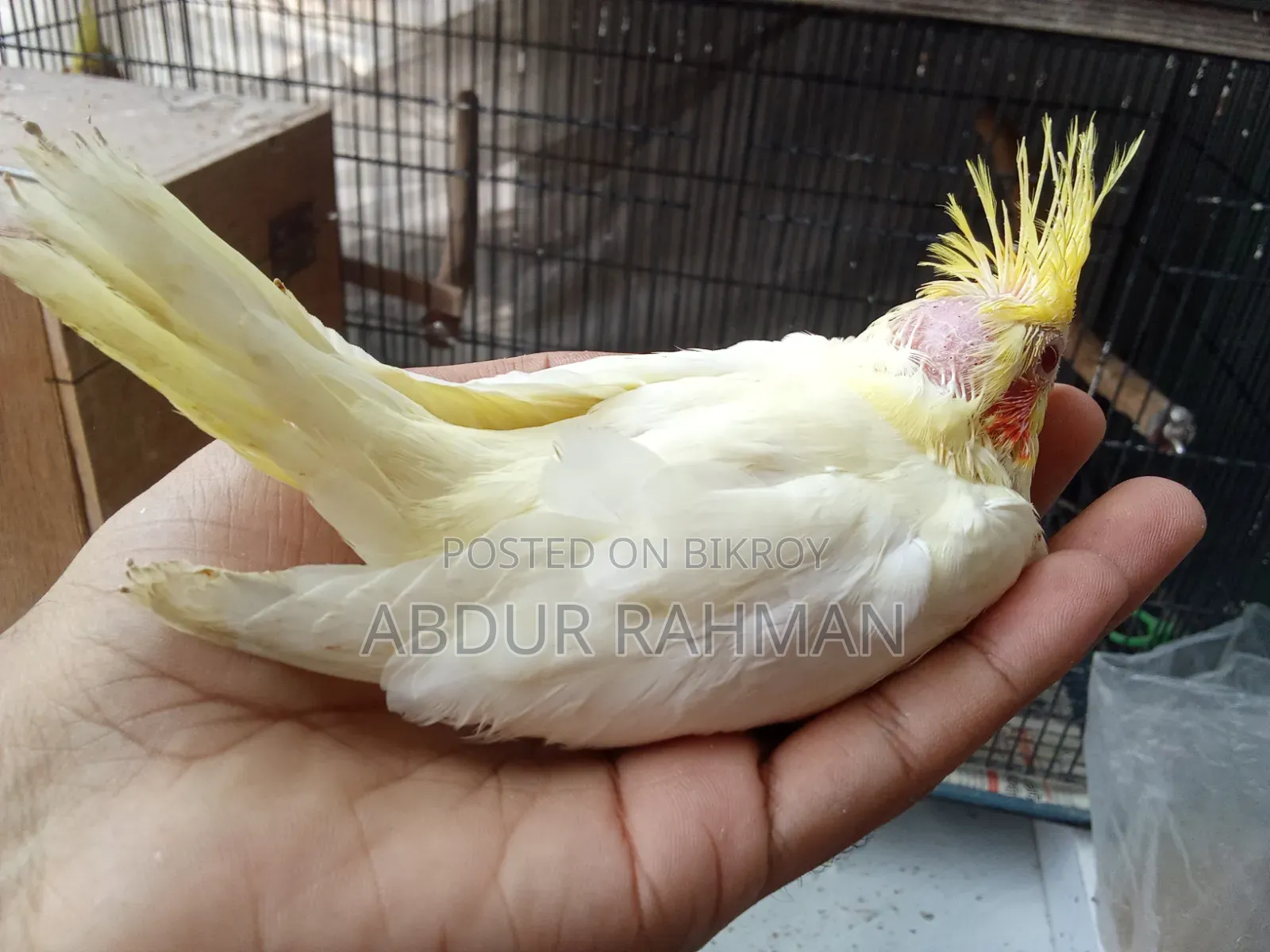 Cockatiel Baby for Sale