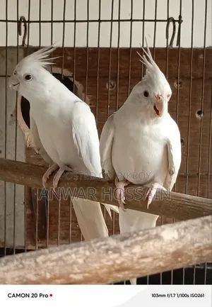 Running Albino Cockatiel Bird for Sale