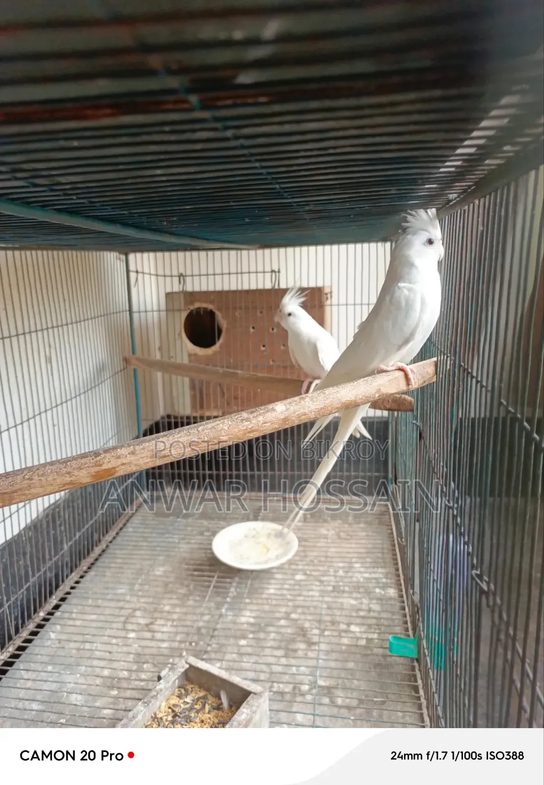 Running Albino Cockatiel Bird for Sale