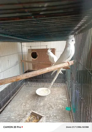 Running Albino Cockatiel Bird for Sale