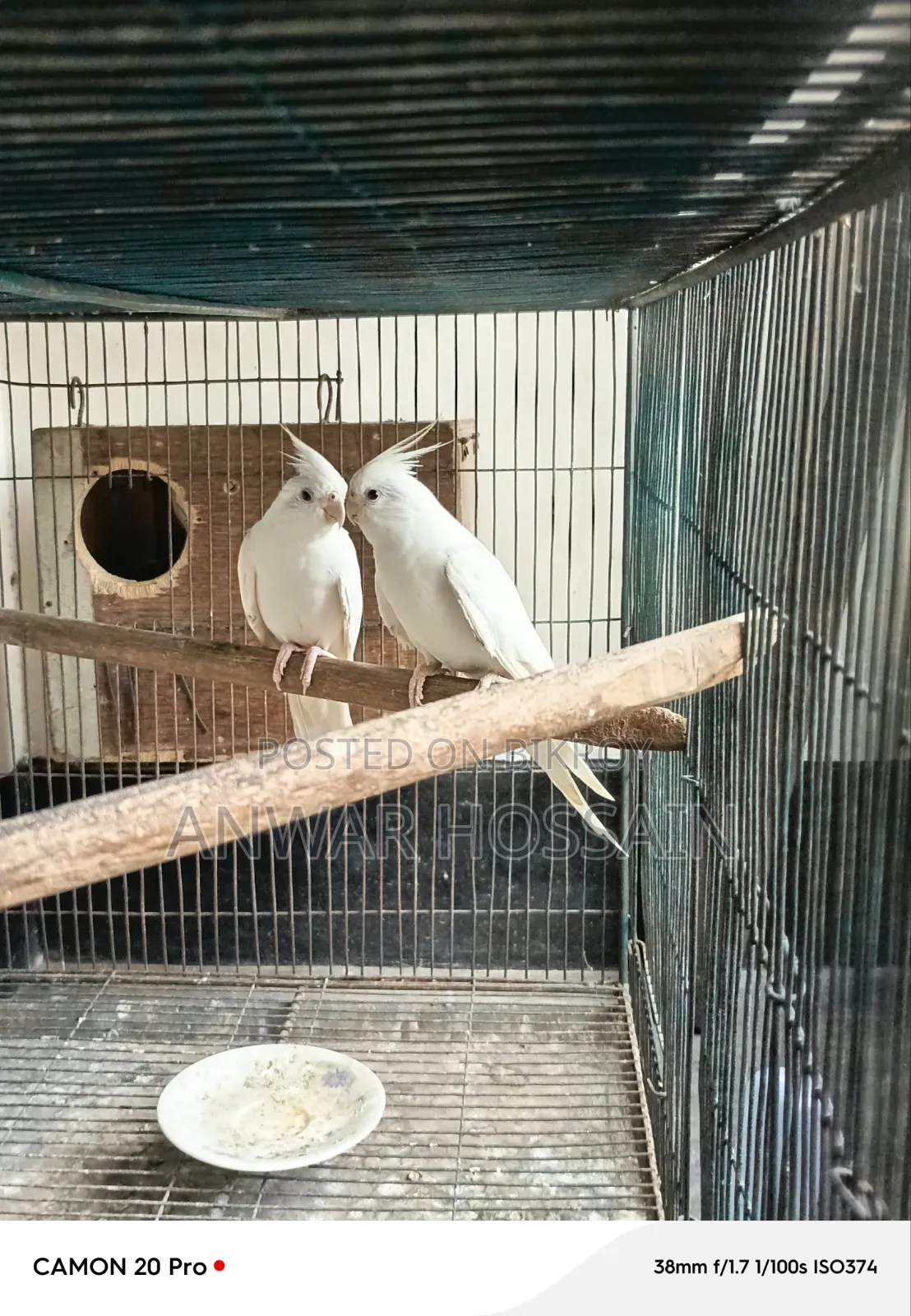 Running Albino Cockatiel Bird for Sale