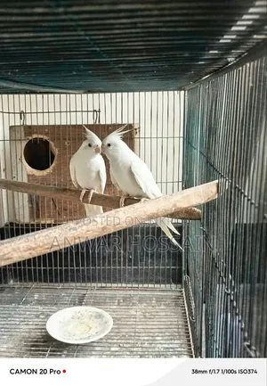 Running Albino Cockatiel Bird for Sale
