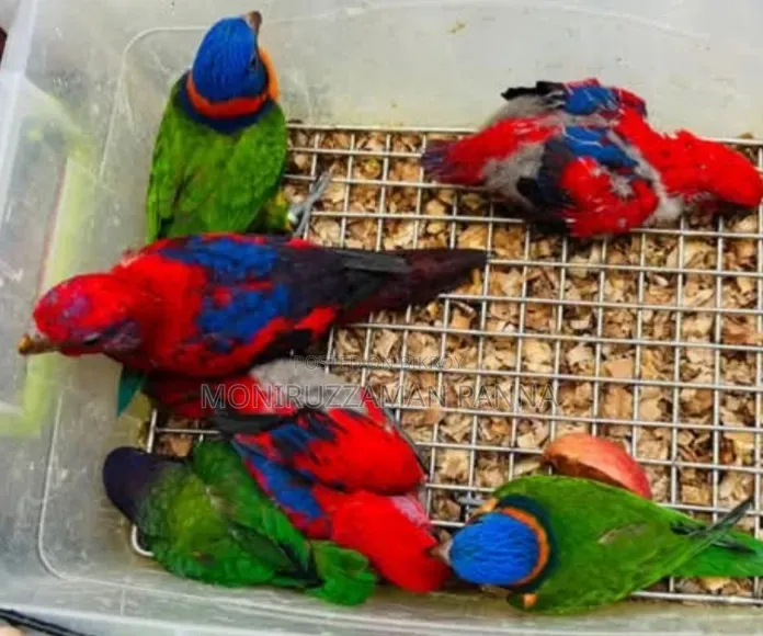 Baby Birds