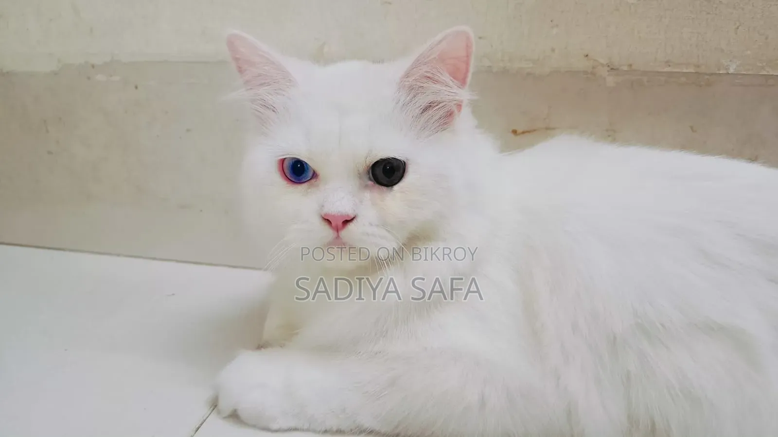6-12 months Male Purebred Persian Cat